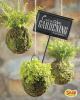 Go to record Creative gardening : growing plants upside down, in water,...