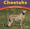 Go to record Cheetahs : spotted speedsters