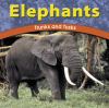 Go to record Elephants : trunks and tusks