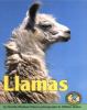 Go to record Llamas