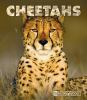 Go to record Cheetahs
