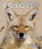 Go to record Coyotes