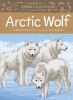 Go to record Arctic wolf