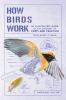 Go to record How birds work : an illustrated guide to the wonders of fo...
