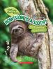 Go to record How slow is a sloth? : measure the rainforest