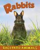 Go to record Rabbits