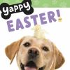 Go to record Yappy Easter!