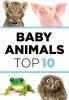 Go to record Baby animals : the top ten.