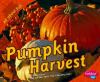 Go to record Pumpkin harvest