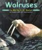 Go to record Walruses