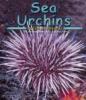 Go to record Sea urchins