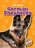 Go to record German shepherds