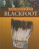 Go to record The Blackfoot