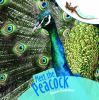 Go to record Meet the peacock
