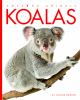 Go to record Koalas