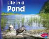 Go to record Life in a pond
