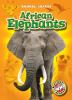 Go to record African elephants