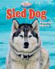 Go to record Sled dog : powerful miracle