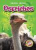 Go to record Ostriches