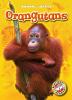 Go to record Orangutans
