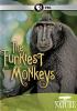 Go to record The funkiest monkeys