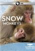 Go to record Snow monkeys