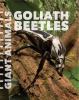 Go to record Goliath beetles